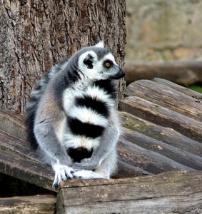 animale, legno, pelo, tronco, bianco, corteccia, nero, coda, occhio, lemure, legna, tronchi
