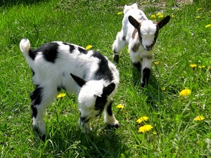due, animali, fiori, prato, erba, verde, capre, caprette, nero, bianco