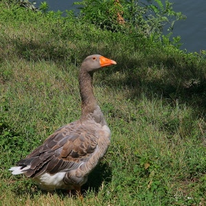 becco, erba, piume, oca, uccello, verde, collo, acqua, arancione, penne, prato, anatra, giallo, occhio, volatile, lago, animale