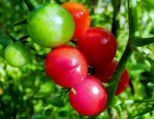 verde, pomodori, rosso, ortaggi, verdure, natura, grappolo, cerchi