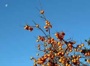 luna, rami, frutti, cachi, cielo, frutta, albero, arancio, alberi, giallo