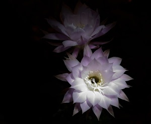 fiori, petali, nero, bianco, pistilli, due, viola, fiore, stami, macro, flora, corolle, sfondo