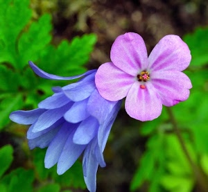 fiori, petali, verde, foglie, azzurro, rosa, lilla, fiore, colori, viola, pistilli, sfocato, cinque, macro, corolle, corolla