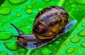 verde, gocce, lumaca, antenne, chiocciola, foglia, guscio, acqua, spirale, pioggia, marrone, corna, macro