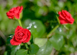 rose, verde, fiori, petali, tre, foglie, rosso, sfocato, rosse, gambi, bokeh, macro, steli, boccioli