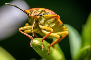 insetto, zampe, antenne, verde, macro, sfocato, occhi, giallo, foglie, arancione, antenna, pianta, cimice, macrofotografia, natura, sfondo