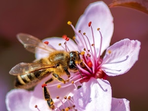 ape, fiore, pistilli, rosa, ali, petali, giallo, insetto, macro, zampe, nero, rosso, polline, sfocato, pesco, nettare, vespa, ombra