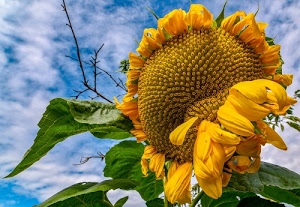 cielo, giallo, girasole, petali, verde, foglie, nuvole, fiore, semi, azzurro, corolla, rami, pistilli, flora, estate