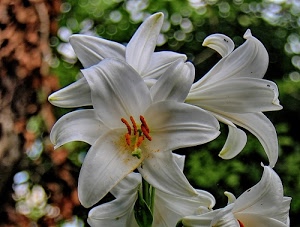 bianco, petali, pistilli, verde, fiori, sfocato, giglio, gigli, arancione, corolle, stami, fiore, foglie, bianchi