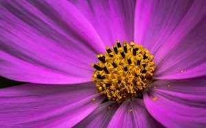 fiore, petali, viola, pistilli, giallo, corolla, macro, stami, nero, lilla, gialli, sfumature, fucsia, rosa