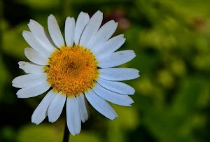petali, margherita, giallo, fiore, bianco, verde, sfocato, corolla, sfondo, stami, macro, gambo