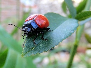 insetto, antenne, rosso, verde, zampe, nero, foglie, foglia, coccinella, macro, sfocato, pianta, capo