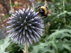 fiore, ape, ali, zampe, verde, polline, foglie, insetto, natura, macro, giallo, stelo, piante, antenne, gambo