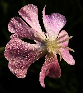 petali, gocce, fiore, pistilli, rosa, nero, acqua, giallo, rugiada, sfondo, macro, fiori, goccioline, corolla, stami