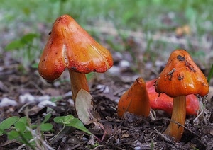 funghi, foglie, terra, arancio, cappelle, arancione, gambi, terreno, erba, natura, cappelli