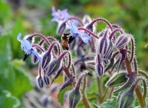 fiori, ape, verde, boccioli, viola, macro, insetto, sfocato, azzurro, fiore, pistilli, gambi, pelo, natura, pelosi, stami