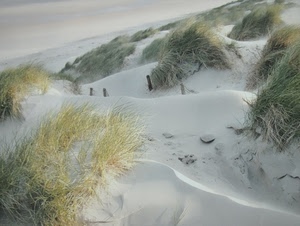 sabbia, erba, dune, mare, verde, bianco, cespugli, vento