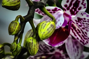 viola, boccioli, verde, petali, orchidea, bianco, fiore, macro, fiori, orchidee, lilla