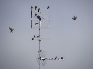 uccelli, cielo, antenna, antenne, volo, ali, posati, volare, appollaiati, grigio, volatili, passeri, asta