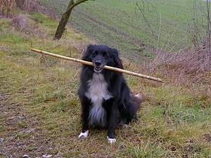 cane, bastone, erba, nero, bianco, prato, animale, pelo, quadrupede, verde, gioco, muso, piante, bocca, occhi, tronco, bianconero, zampe