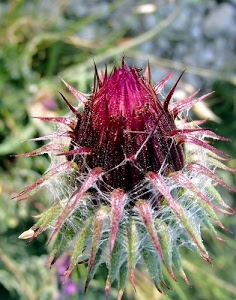 fiore, verde, sfocato, macro, pianta, spine, petali, rosso, bocciolo, viola, corolla, foglie, punte, porpora, cardo