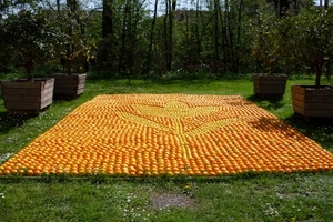 arance, prato, fiore, piante, giardino, limoni, alberi