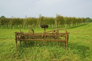 erba, verde, campagna, cielo, filari, vigna, alberi, prato, ruggine, azzurro, macchinario, attrezzo, agricoltura, pali, erpice, campi, vigneto, vigne