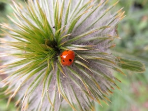 coccinella, fiore, rosso, verde, insetto, macro, bianco, spine, natura, soffione, puntini