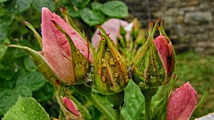 rosa, verde, boccioli, foglie, gocce, bocciolo, rose, acqua, insetti, bocci, fiori, muro, natura, pioggia