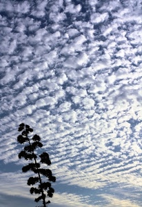 nuvole, cielo, azzurro, bianco, albero, pecorelle, ramo, controluce, pianta, rami, verde, celeste, nuvolette, silhouette