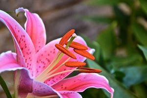 rosa, fiore, petali, pistillo, verde, stami, pistilli, sfocato, giglio, arancione, puntini, corolla, macro