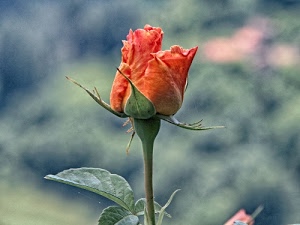 foglie, rosa, petali, fiore, verde, bocciolo, gambo, stelo, sfocato, arancione, macro, rosso, sepali, peduncolo