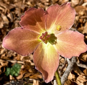 fiore, petali, coccinella, corolla, stami, ramo, stelo, maggiolino, pistilli, insetto, pistillo, verde, marrone, natura, giallo, ombra, rosa, rami