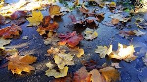 foglie, autunno, bagnato, giallo, cadute, colori, asfalto, rosso, marrone, verde, fogliame, gialle