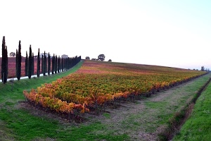 alberi, verde, cipressi, autunno, filari, erba, strada, viti, vigneti, campo, campagna, piante, foglie, case, campi, vigna, viale