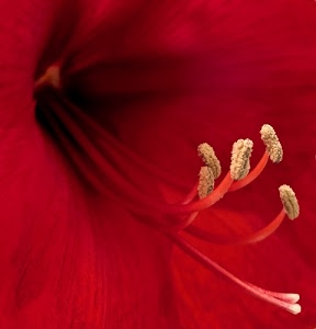 rosso, fiore, stami, pistilli, giallo, macro, petali, corolla, pistillo, nero