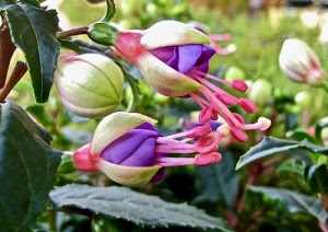 fiori, foglie, pistilli, boccioli, viola, petali, verde, stami, rosa, natura, macro, fucsia, corolla, fucsie