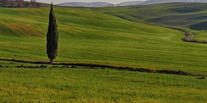 cipresso, verde, colline, erba, prato, albero, campagna, campi, prati, panorama, alberi, toscana, collina, sentieri, paesaggio