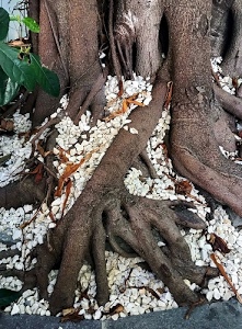 radici, foglie, albero, sassi, verde, marrone, bianco, tronco, legno, pianta, pietrisco, rami