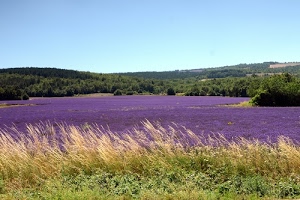 erba, lavanda, viola, cielo, verde, colline, alberi, campo, azzurro, fiori, piante, prato, spighe, campi, giallo, campagna, panorama, coltivazione, paesaggio, coltivazioni