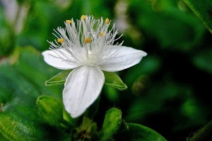 bianco, fiore, petali, verde, foglie, pistilli, stami, giallo, macro, corolla, sfocato