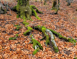 foglie, radici, muschio, bosco, verde, autunno, albero, marrone, alberi, sottobosco, tronchi, radice, rami
