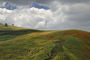nuvole, verde, cielo, alberi, colline, erba, bianco, solchi, prato, collina, paesaggio, rosso, prati, marrone, azzurro, tracce, campi, campagna, panorama, ombra