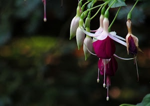verde, boccioli, fiori, bianco, pistilli, petali, sfocato, viola, fiore, foglie, porpora, piante, rosso, macro