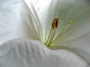 bianco, fiore, pistilli, macro, petali, giglio, verde, stami