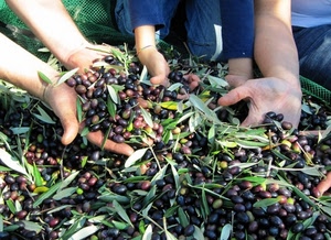 mani, olive, foglie, raccolta, rete, verde, nero, frutti