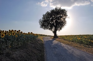 albero, strada, girasoli, cielo, nuvole, controluce, campi, giallo, campagna, verde, fiori, campo, via, azzurro, ombra