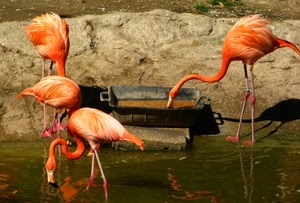 fenicotteri, acqua, quattro, zampe, uccelli, rosa, arancioni, cibo, becco, collo