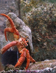 rosso, granchio, paguro, acquario, conchiglia, chele, crostaceo, acqua, guscio