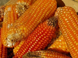 pannocchie, mais, chicchi, giallo, granturco, arancione, arancio, granoturco, cibo